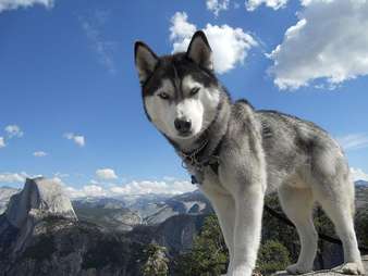 shaved husky